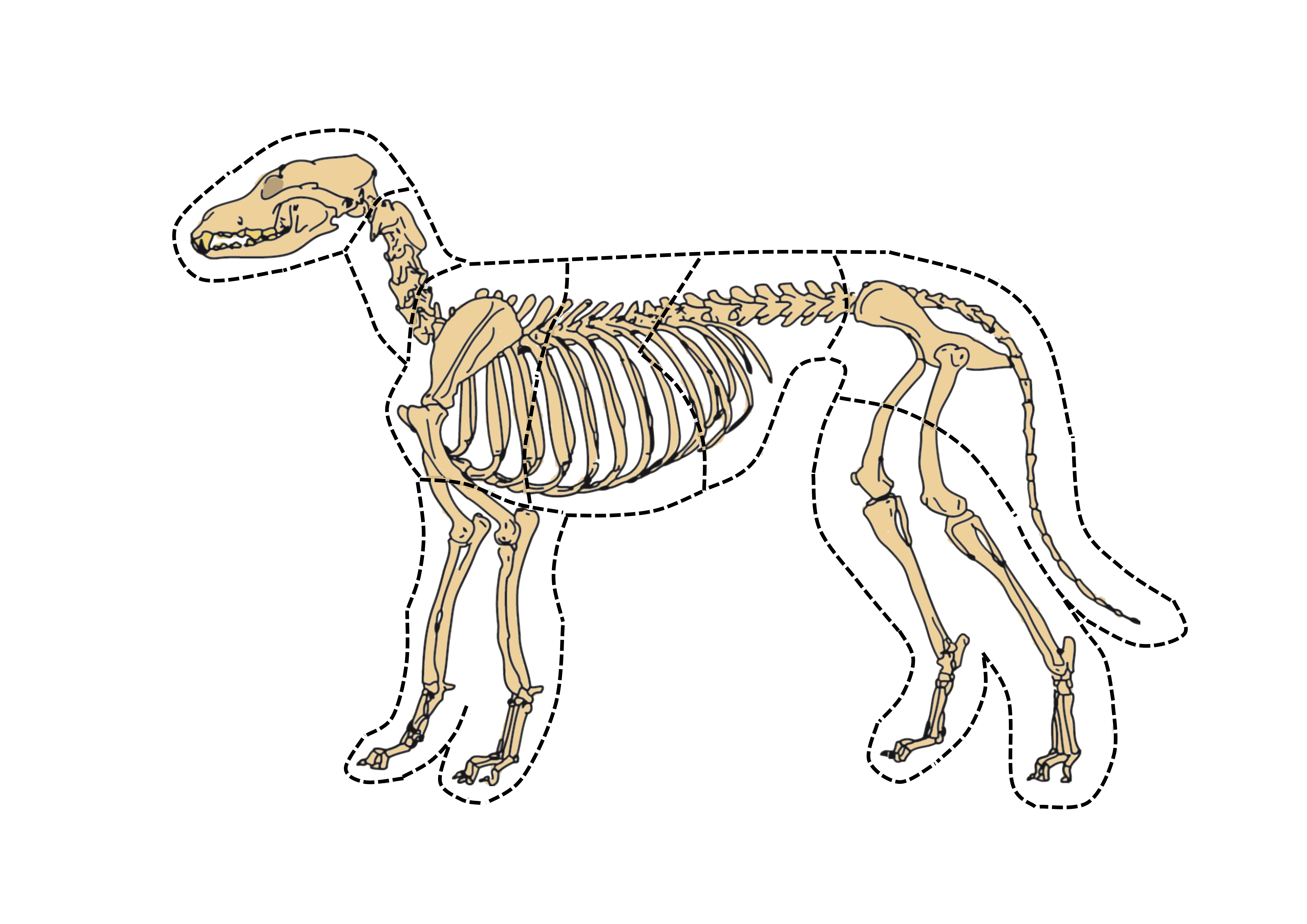 skeletpuzzel hond